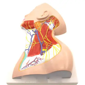 PVC Модел на повърхностни мускули на шията на човека, кръвоносен съд, нерв, анатомия, природна медицинска наука в реален размер
