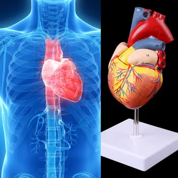Анатомическая модел на човешкото сърце в разглобено формата на Анатомический медицински инструмент обучение