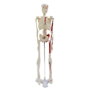 Директна доставка, 17-инчов мини-модел анатомия на човешки скелет, модел на скелета на тялото в един клас