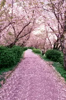 През пролетта на Розов фон от цветове на череша, дърво, трева, полиестерна или винил плат, висококачествени стенни фонове с компютърна печат