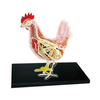 Червено-бяла Пиле 4D Капитанът на пъзел, на Играчка За сглобяване, Биология на животните, Анатомический орган, Обучение модел, Анатомия